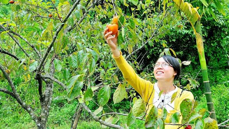 Bạn chụp hình và vào miệt vườn thoải mái ăn trái