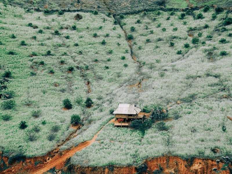 Bản Pá Phách với thiên đường hoa cải thơ mộng