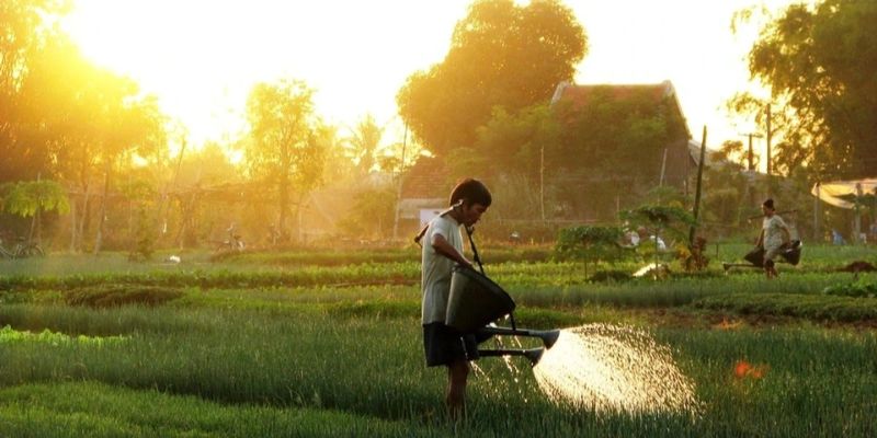 Khoảnh khắc bình minh nhẹ nhàng phủ lên cánh đồng rau