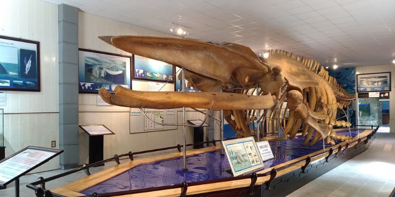 Mẫu vật xương cá voi khổng lồ dài 18m được phục dựng ấn tượng