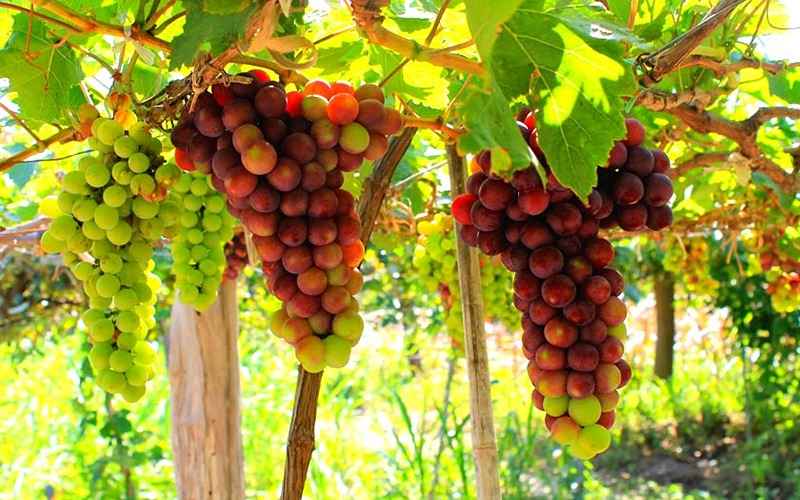 Vườn nho Thái An là điểm đến không thể bỏ qua