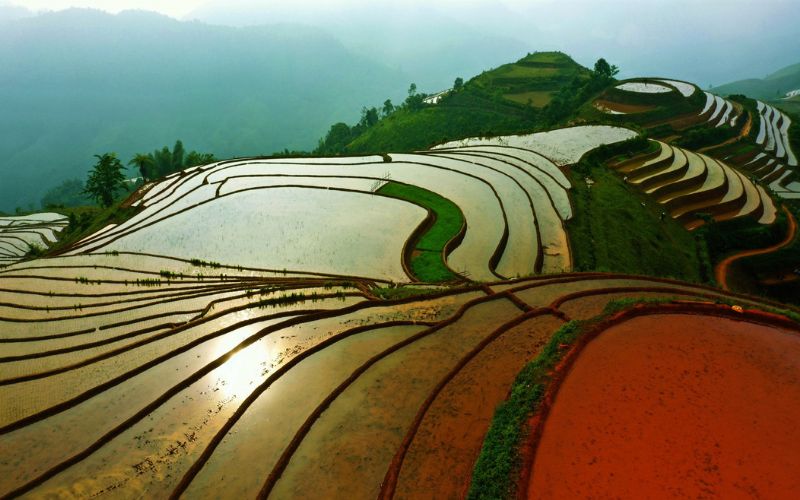 Cánh đồng Mường Thanh là vựa lúa lớn tại Tây Bắc