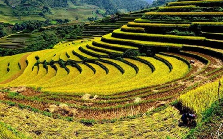 Cánh đồng Mường Thanh là vựa lúa lớn tại Tây Bắc