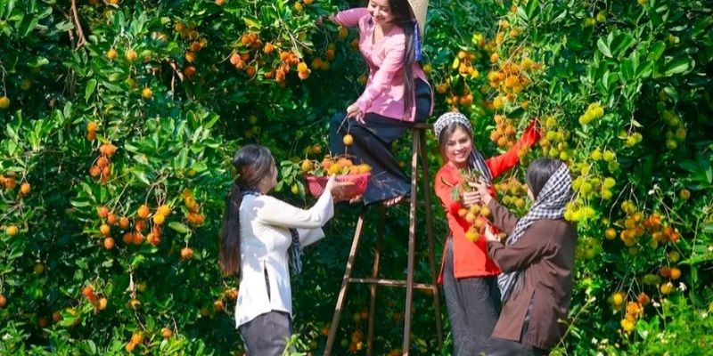 Thưởng thức trái cây tươi ngon ngay tại vườn Bến Tre gần Cầu Rạch Miễu