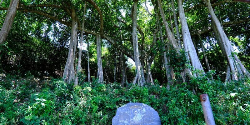 Check in với cây đa ngàn năm cổ kính