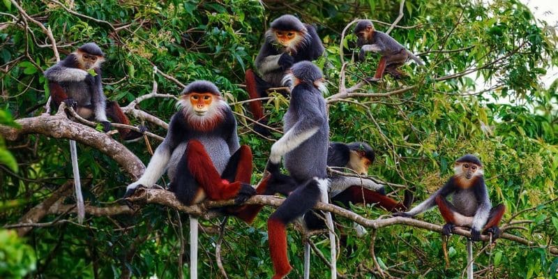 Chiêm ngưỡng loài voọc chà vá chân nâu quý hiếm