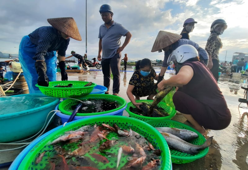 Chợ cá Hòn Gai mới tại Hạ Long buôn bán tấp nập