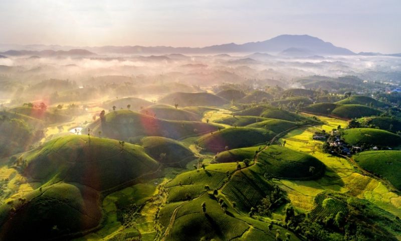 Chọn thời điểm phù hợp để ghé thăm đồi chè