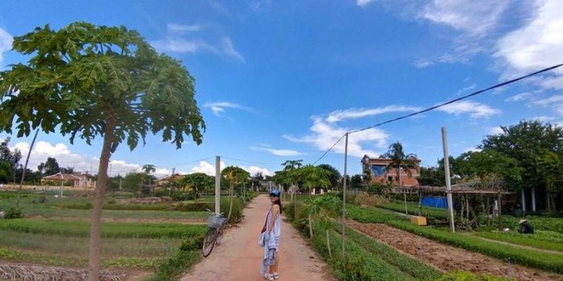 Con đường nhỏ len giữa vườn rau mơn mởn tại Trà Quế