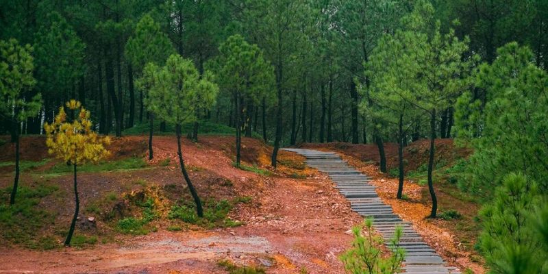 Con đường rừng thông xanh rì dẫn lên đồi