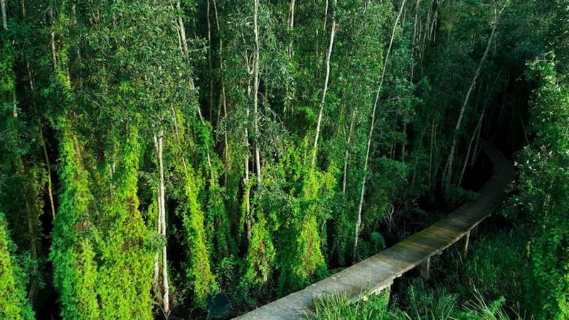 Con đường xuyên qua rừng thăm thú vẻ đẹp bí ẩn