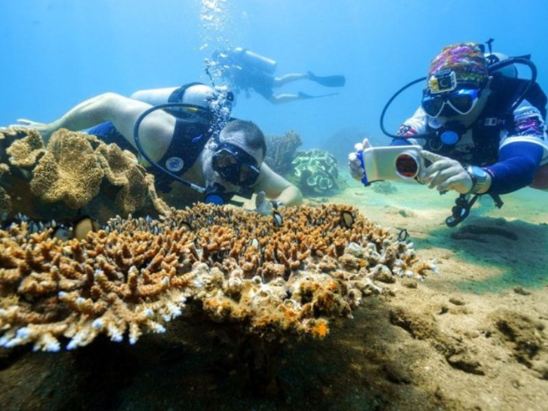 Lặn biển ngắm nhìn vẻ đẹp nên thơ của Cù Lao Câu