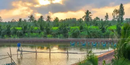 Cù Lao Dung - Miền Đất Xanh Tươi Giữa Miền Tây Sông Nước