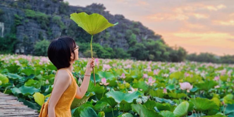 Đầm sen rộng lớn, rực rỡ cánh hoa sen nở rộ