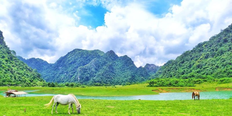 Đàn ngựa thong dong gặm cỏ xanh trên thảo nguyên mênh mông