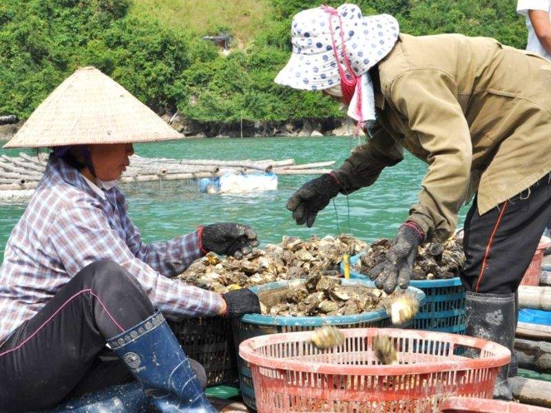 Tự tay thu hoạch hàu và tìm hiểu về các công đoạn khi thu hoạch