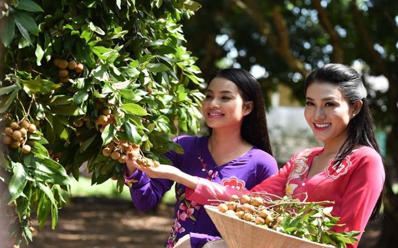 Vườn nhãn cổ là nơi những cây nhãn trăm năm tuổi tạo nên không gian xanh mát.