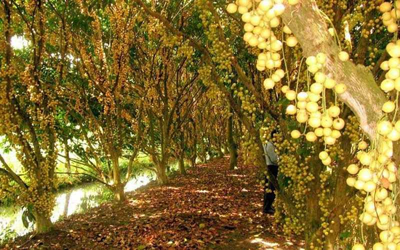 Vườn trái cây Cái Mơn là “thiên đường” cho tín đồ yêu trái ngọt.