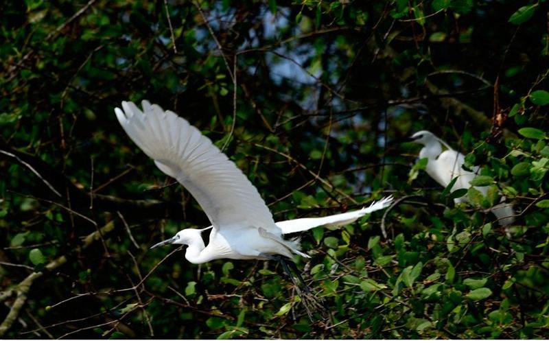 Sân chim Vàm Hồ là khu bảo tồn thiên nhiên với hàng ngàn loài chim