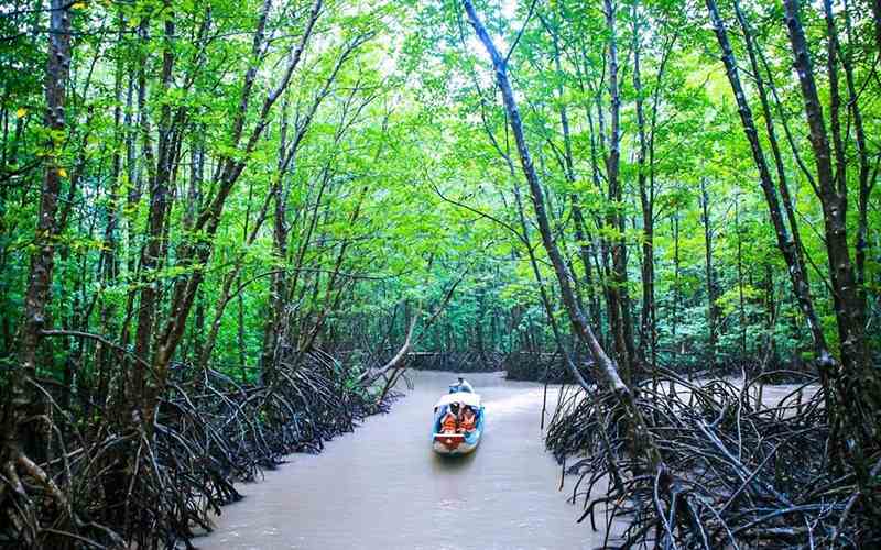 Rừng đước Năm Căn là khu bảo tồn sinh thái với cây đước cao vút