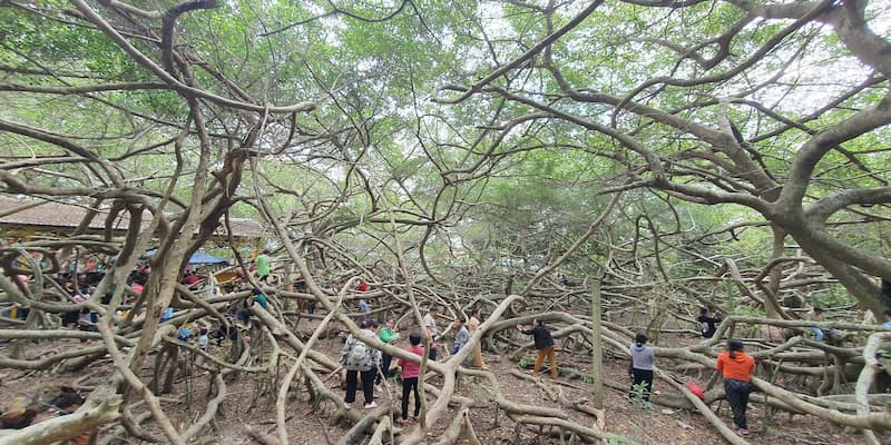 Giàn Gừa vừa là nơi hành hương vừa là không gian du lịch độc đáo