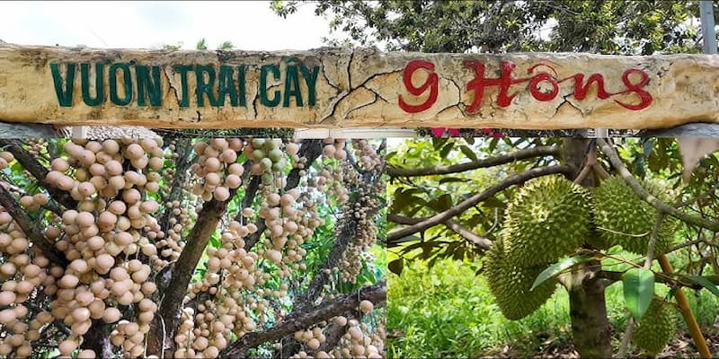 Vườn trái cây Chín Hồng mang đến cho du khách những trái ăn quả tươi mọng