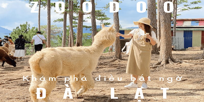 Trải nghiệm cắm trại tại vườn thú ZooDoo