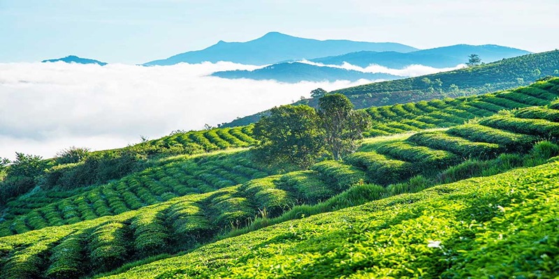 Top List 15 ĐĐồi chè Cầu Đất với những khóm chè xanh mướtịa Điểm Du Lịch Đà Lạt Đẹp Nhất Trong Năm