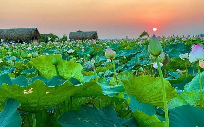 Khu du lịch sinh thái Đồng Sen Tháp Mười là đồng sen rộng lớn