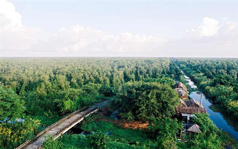 Rừng U Minh Hạ là biển xanh của đước và bèo