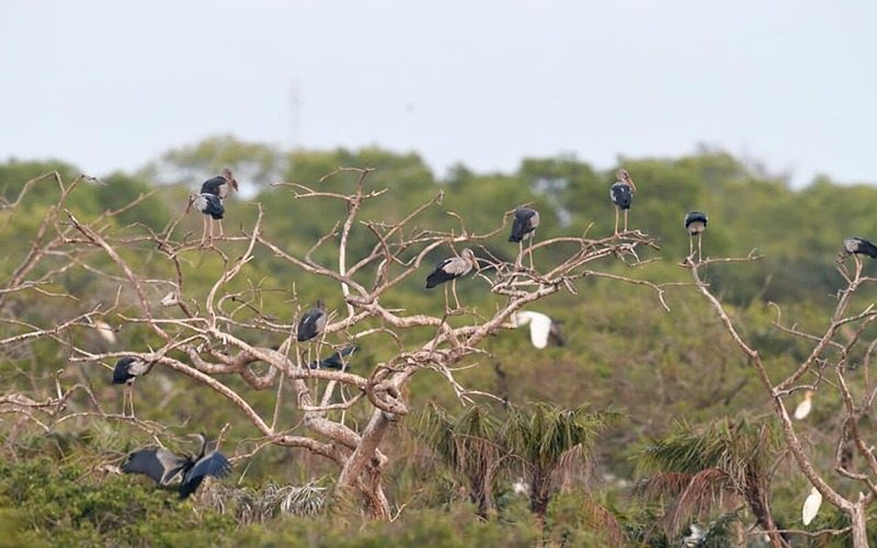 Vườn chim Bạc Liêu nơi hàng ngàn con cò, vạc, diệc bay lượn