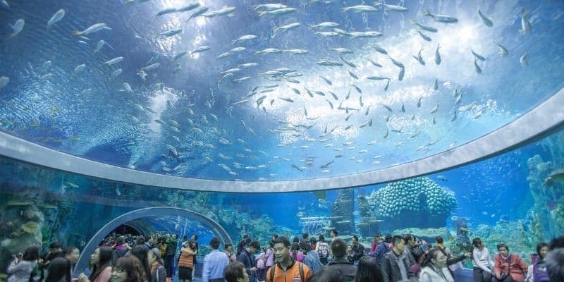 Viện Hải Dương Học cho mọi người ngắm nhìn đại dương trên đất liền