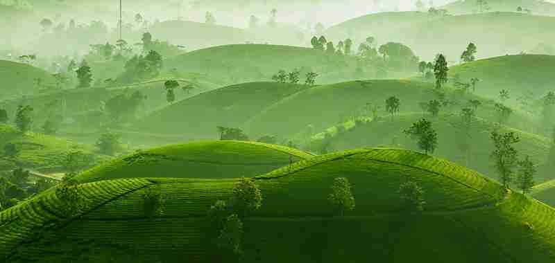 Đồi chè Long Cốc không khí trong lành mang đến cảm giác thư thái