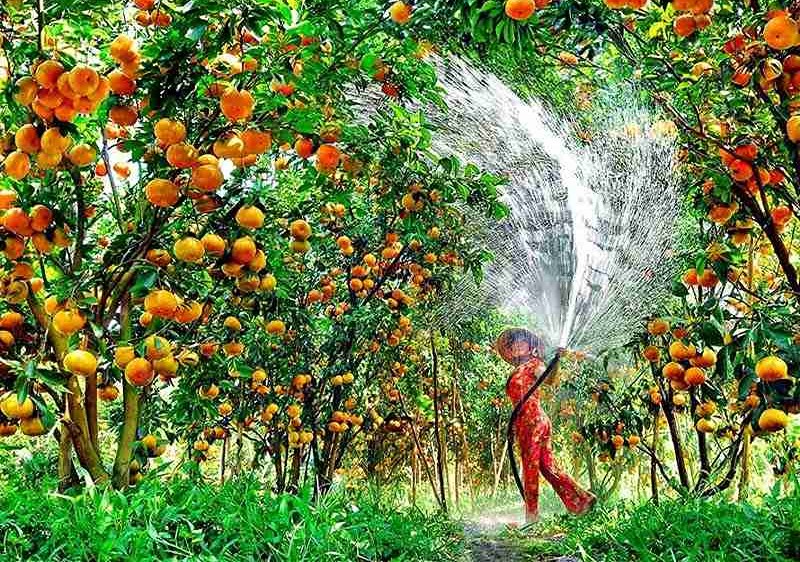 Vườn trái cây Tân Phong là thiên đường của những loại trái ngọt như sầu riêng