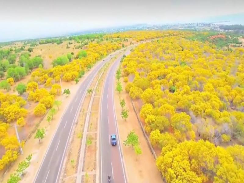 Rừng keo lá tràm siêu đẹp