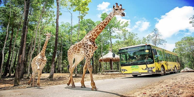 Thiên nhiên hoang dã tại Vinpearl Safari cực kỳ đẹp mắt
