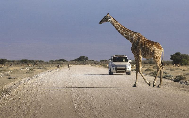 Dịp du lịch Kenya thường là mùa khô 