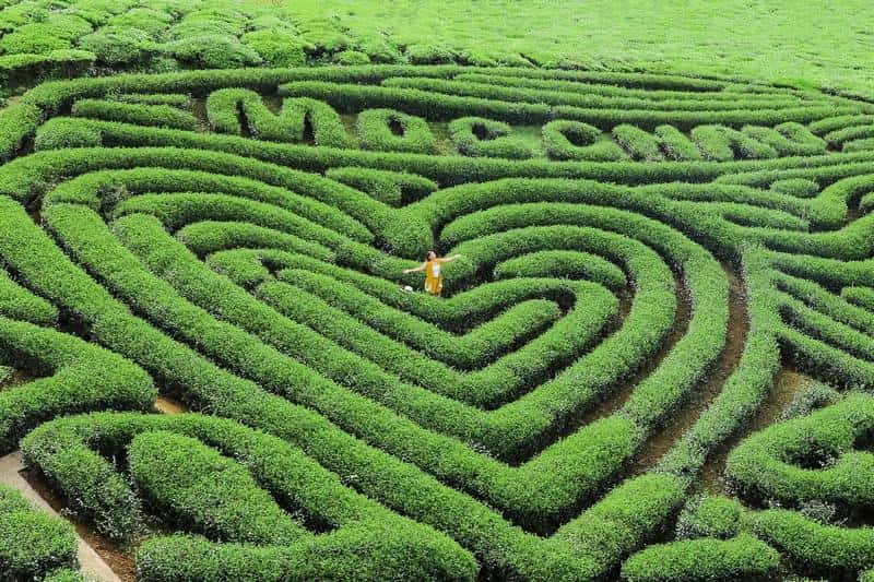 Các luống chè được cắt tỉa cẩn thận tạo hình trái tim 