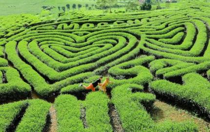 Đồi Chè Trái Tim - Điểm Du Lịch Lãng Mạn Cho Các Bạn Trẻ