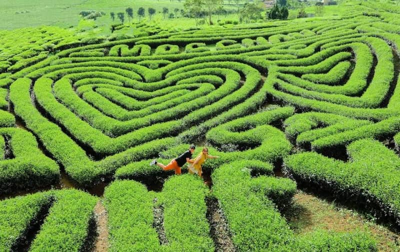 Đồi chè trái tim nằm ở bản Ôn, thị trấn nông trường Mộc Châu tỉnh Sơn La