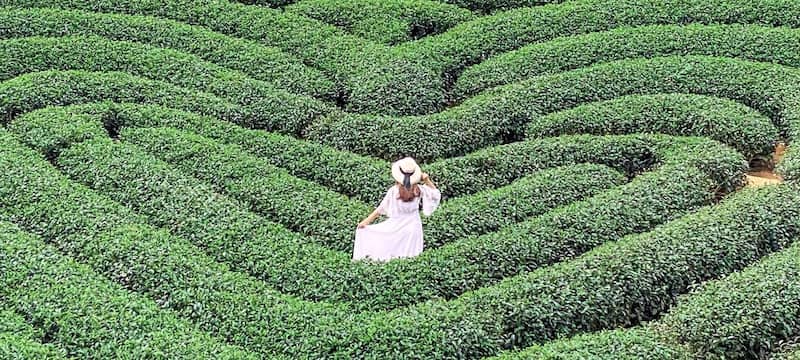 Vào cửa đồi chè miễn phí