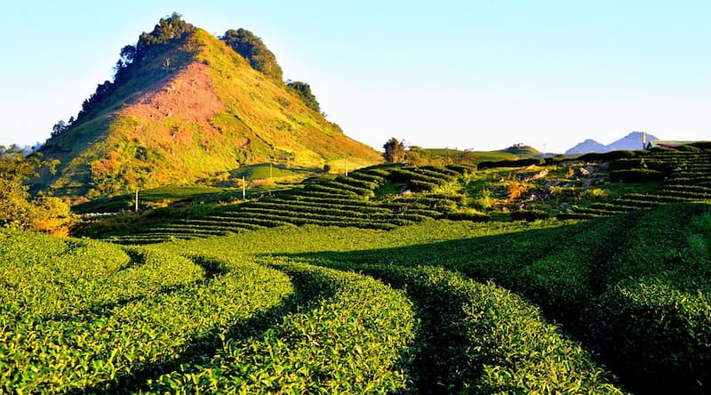 Cách di chuyển tới đồi chè hình trái tim dễ tìm