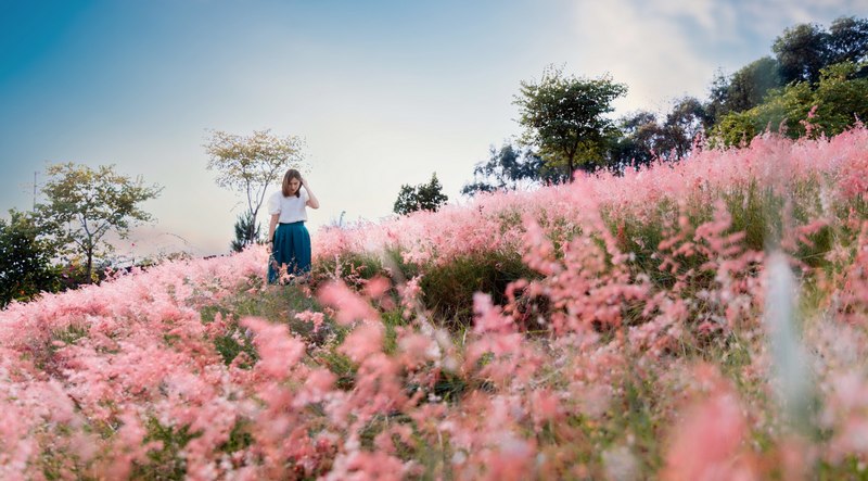 Đồi cỏ hồng Đà Lạt ở đâu?