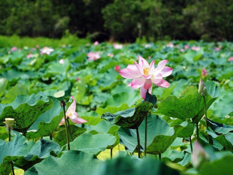 Đồng sen cách thành phố Cao Lãnh 40km và dễ dàng di chuyển