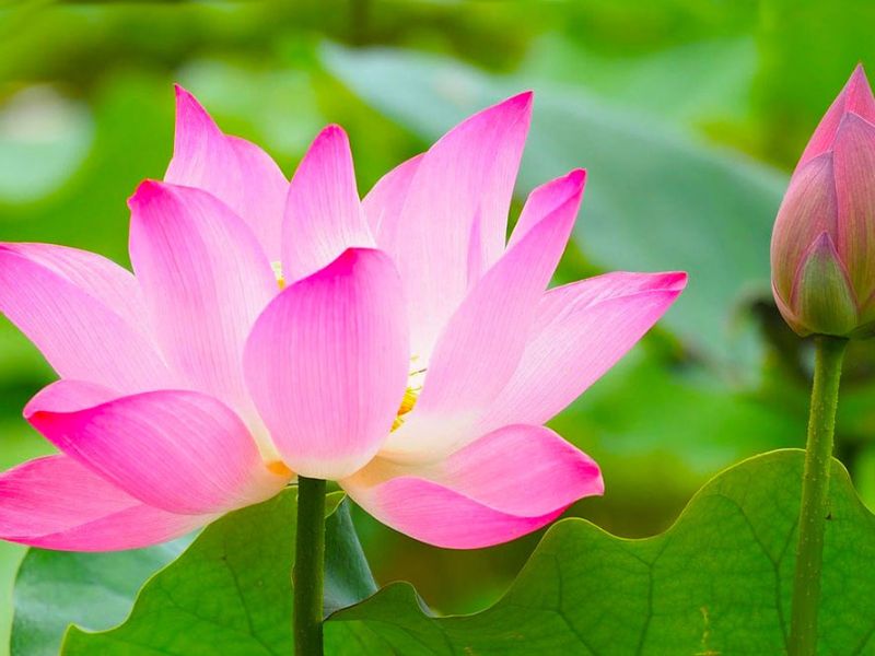 Bạn nên thăm đồng sen mỗi sáng sớm