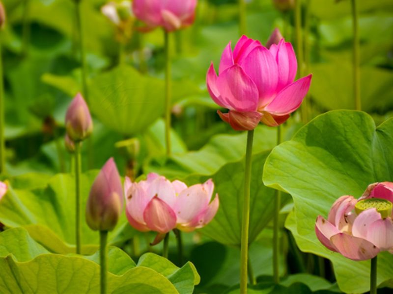 Chiêm ngưỡng cảnh đẹp rực rỡ của cánh đồng sen bát ngát