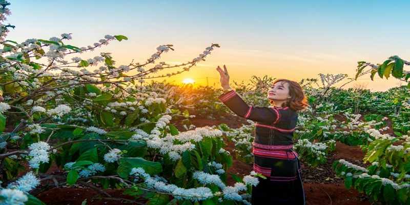 Mùa hoa cà phê nở rộ tạo nên khung cảnh mơ màng