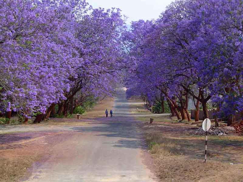 Phượng tím nở rộ, phủ tím các con đường