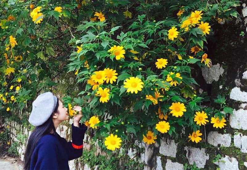 Hoa dã quỳ nở vàng rực trên các cung đường