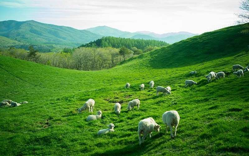 Đồi cừu Daegwallyeong là chốn thần tiên khi tuyết phủ trắng đồng cỏ